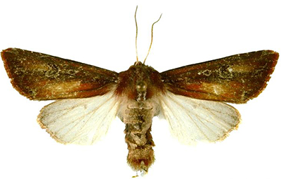 Zebra caterpillar adult moth