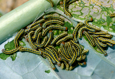 Zebra caterpillar larvae