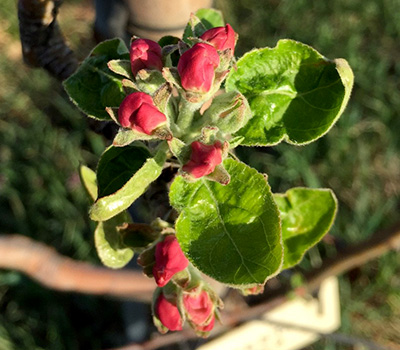 Zestar apple variety