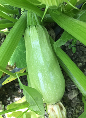 Zucchini