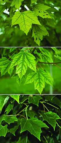 Red maple leaves showing a progression of becoming chlorotic as pH becomes more alkaline