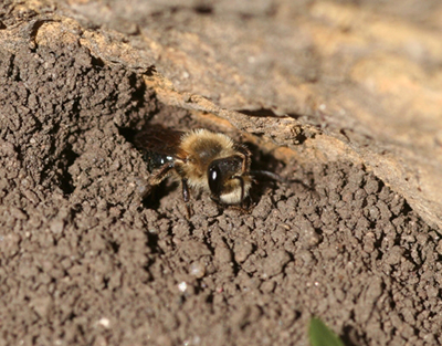 An Andrena bee