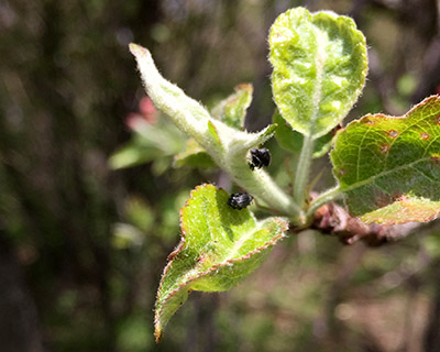 Apple flea weevil