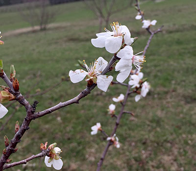 Apricot bloom