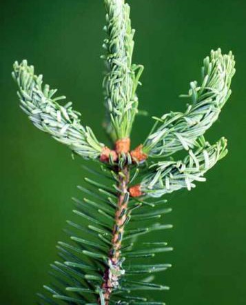 Severe needle curling caused by balsam twig aphid feeding.