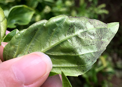 Downy mildew on basil