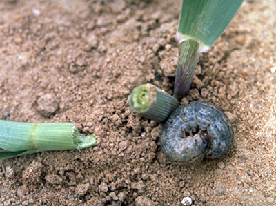 Black cutworm damage