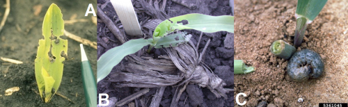 black cutworm damage collage