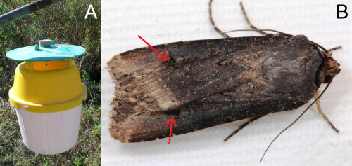 Black cutworm trap (left) and adult (right)