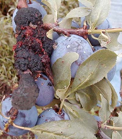 Black knot American plum borer