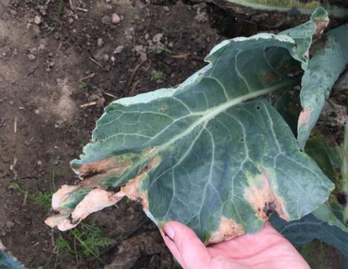 Black rot on cauliflower