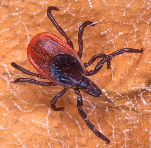 Blacklegged tick