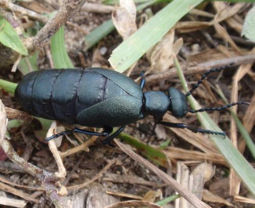 Blister beetle