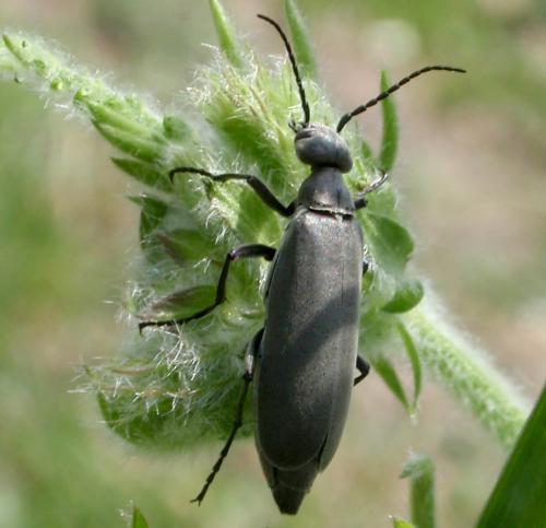 blister beetles