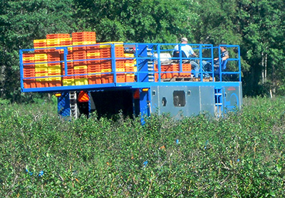 Blueberry harvester