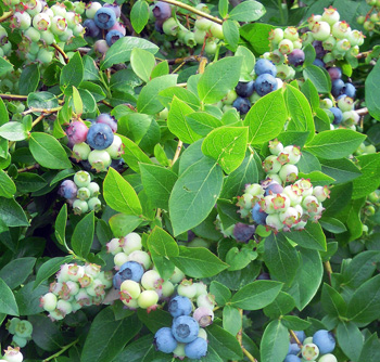 Bluetta blueberries