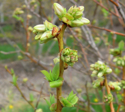 Bluetta buds