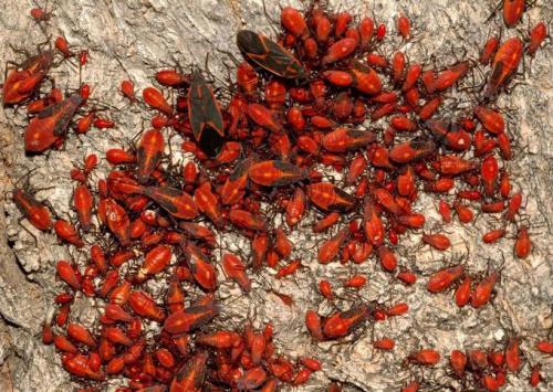 Boxelder bug nymphs