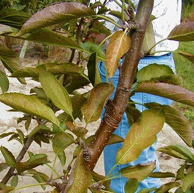 Bronzing of apple leaves