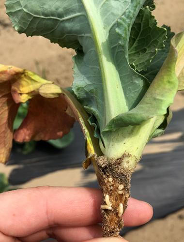 cabbage maggot in cauliflower