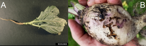 Cabbage damage