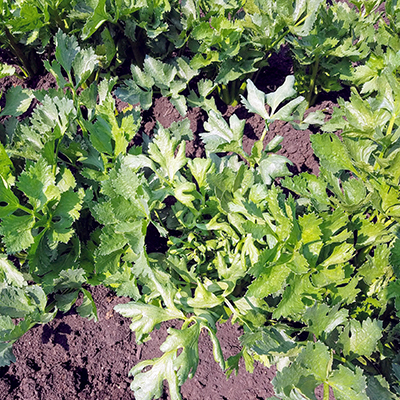 celery leaf curl