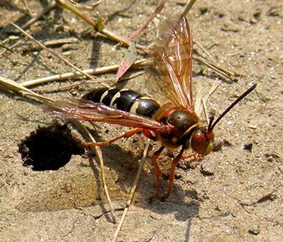 cicada killer wasp