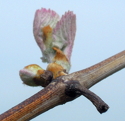 Concord buds