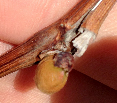 Grape bud at early swell stage