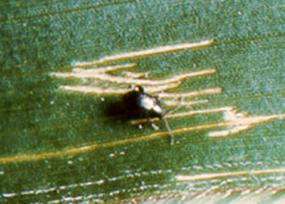 Corn flea beetle