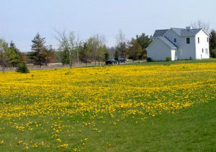 Dandelions in lawn