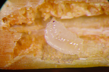 Douglas fir needle midge maggot