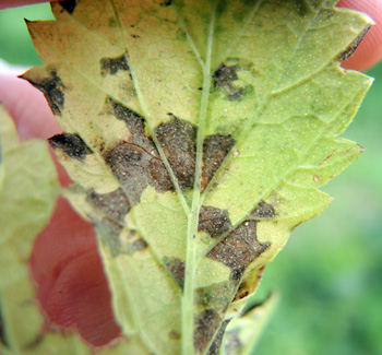 Downy mildew