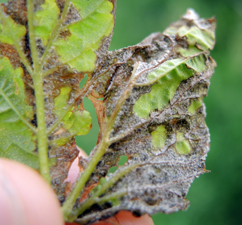 Downy mildew