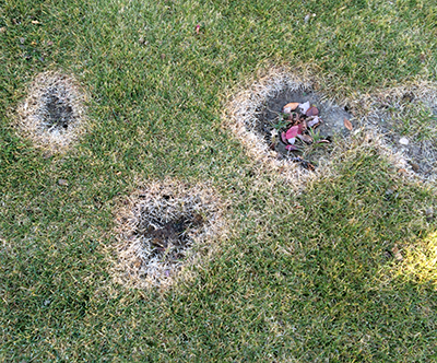 Eastern mole damage to lawn