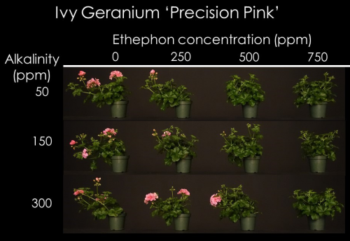 Influence of carrier water alkalinity and ethephon concentration on branching and flowering of ivy geranium