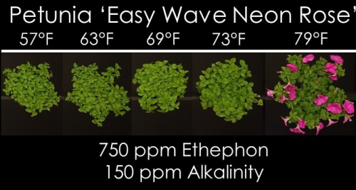 Influence of air temperature at application on the efficacy of a 750 ppm ethephon spray on petunia