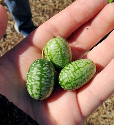 Flower fruit