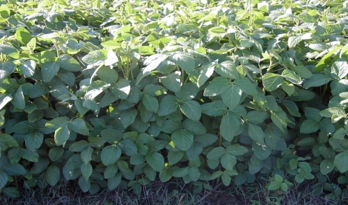 Forage soybeans as a alternative forage crop