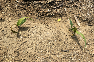 freeze damaged sweet corn