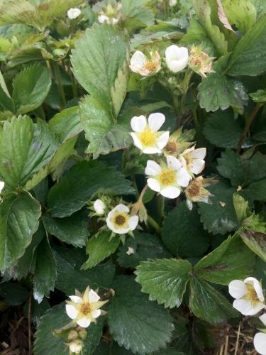 Frost damaged strawberries