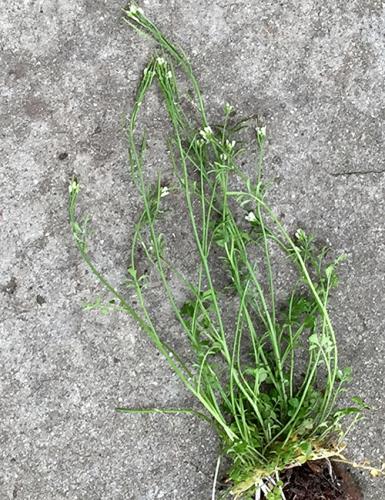 Bittercress A Weed To Watch Out For Msu Extension Bittercress A Weed To Watch Out For Msu Extension