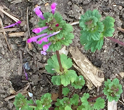 Purple Nettle And Henbit Two