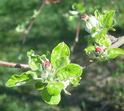 Ida Red apples at pink bud stage