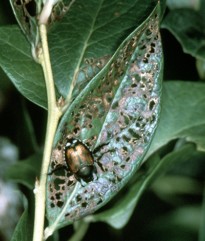 japanese beetle on spruce