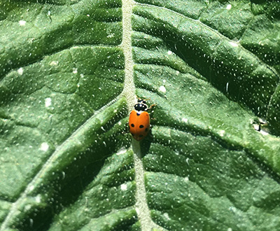 Lady beetle