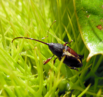 Large chestnut weevil