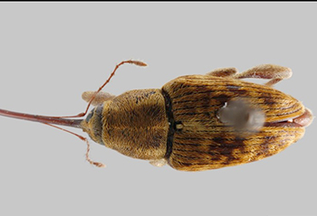 Lesser chestnut weevil