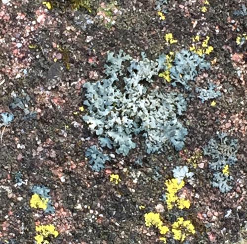 Lichens on cement