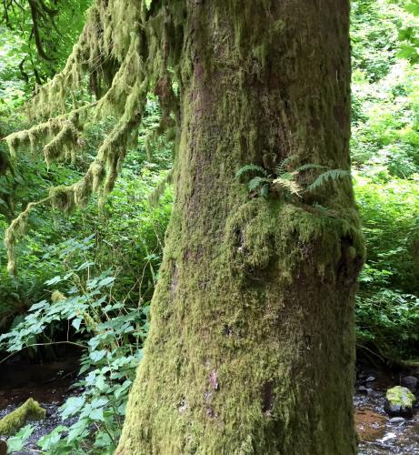 Lichen on tree